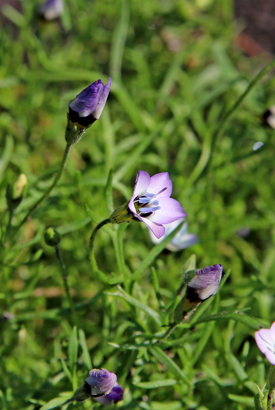 Image of Gilia tricolor specimen.