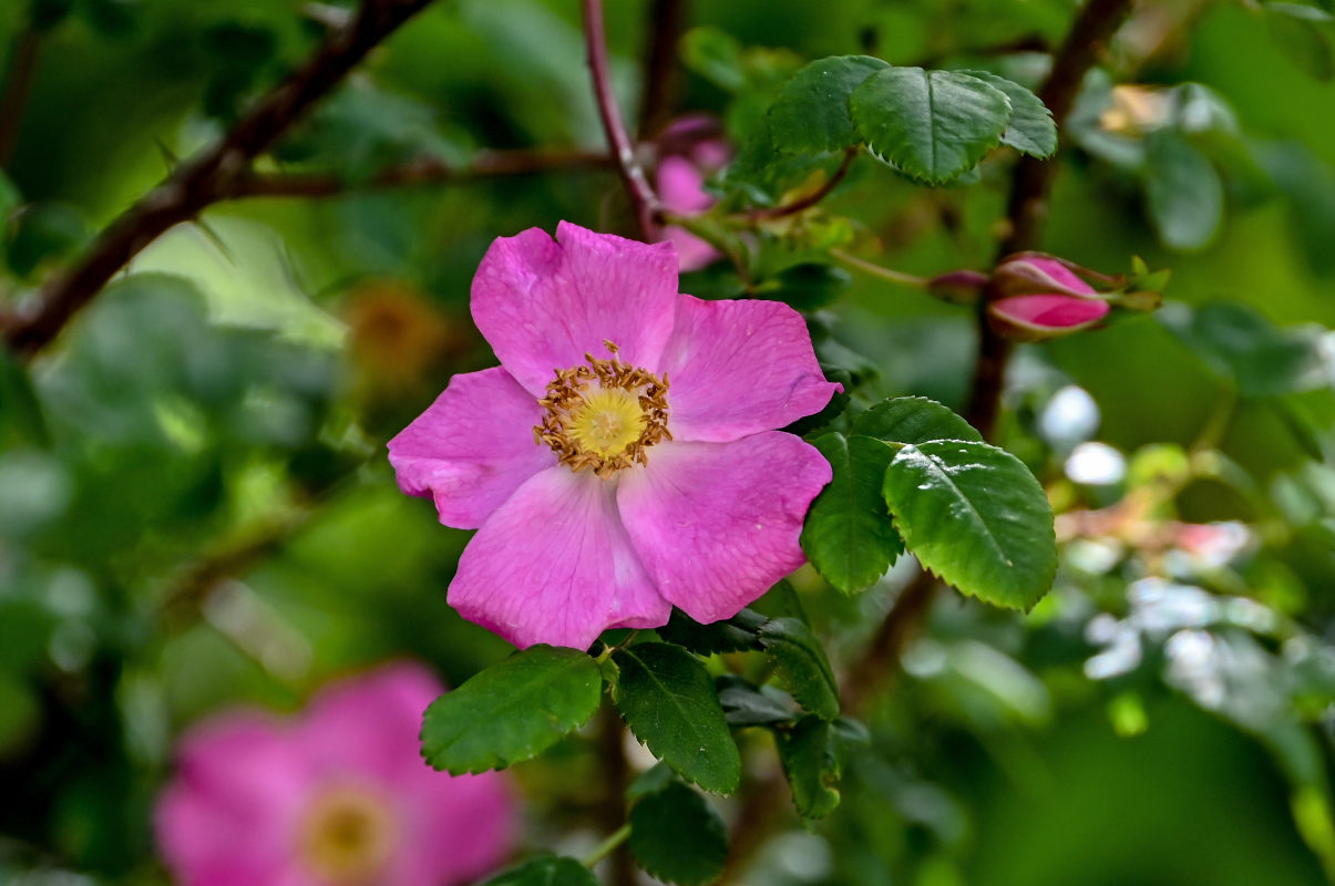 Image of genus Rosa specimen.