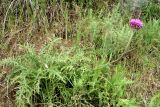 Jurinea maxima. Цветущее растение. Узбекистан, Зарафшанский хр., Самаркандские горы, 25.05.2010.