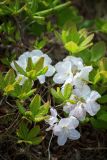 Rhododendron schlippenbachii. Цветущее растение (белоцветковая форма). Приморский край, Хасанский р-н, п-ов Гамова, вершина покатой сопки. 20.05.2018.