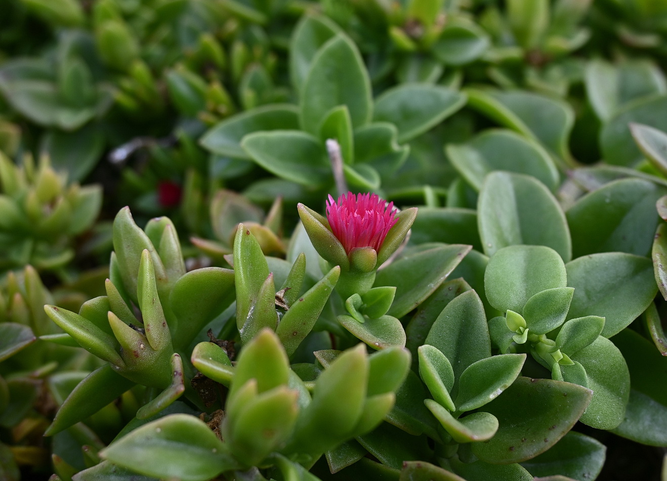 Image of genus Aptenia specimen.