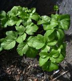 семейство Apiaceae