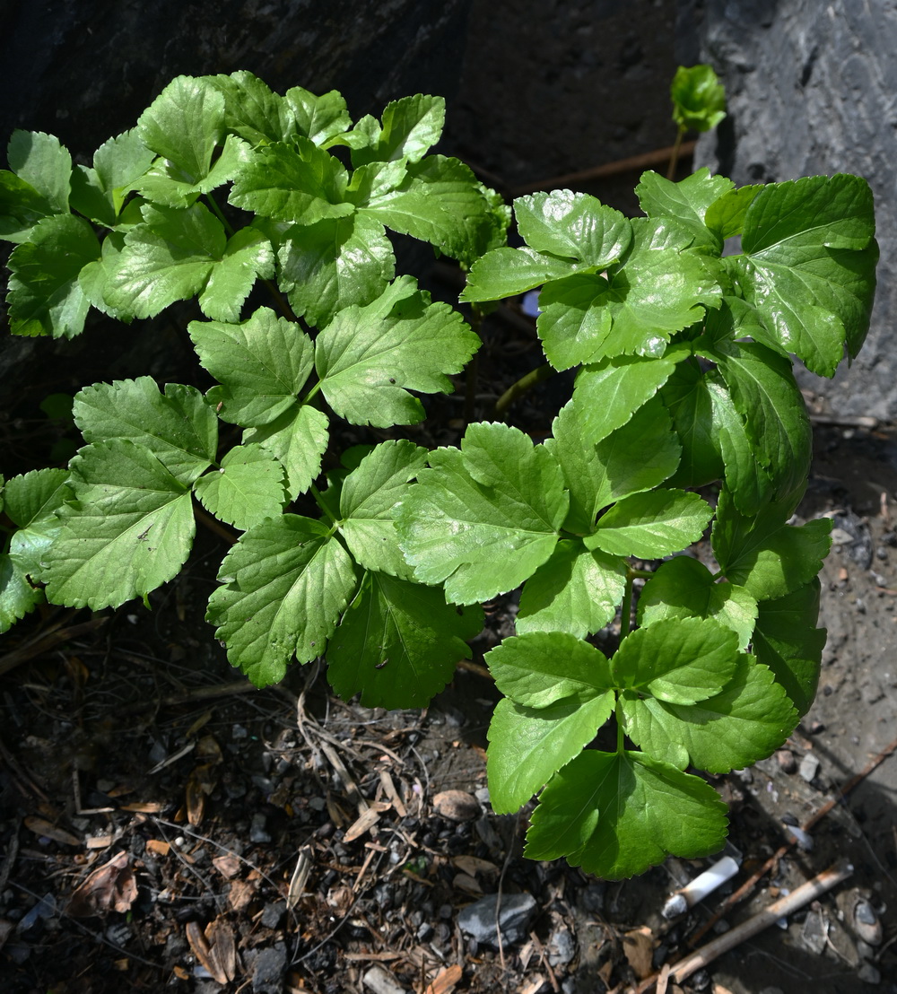 Изображение особи семейство Apiaceae.
