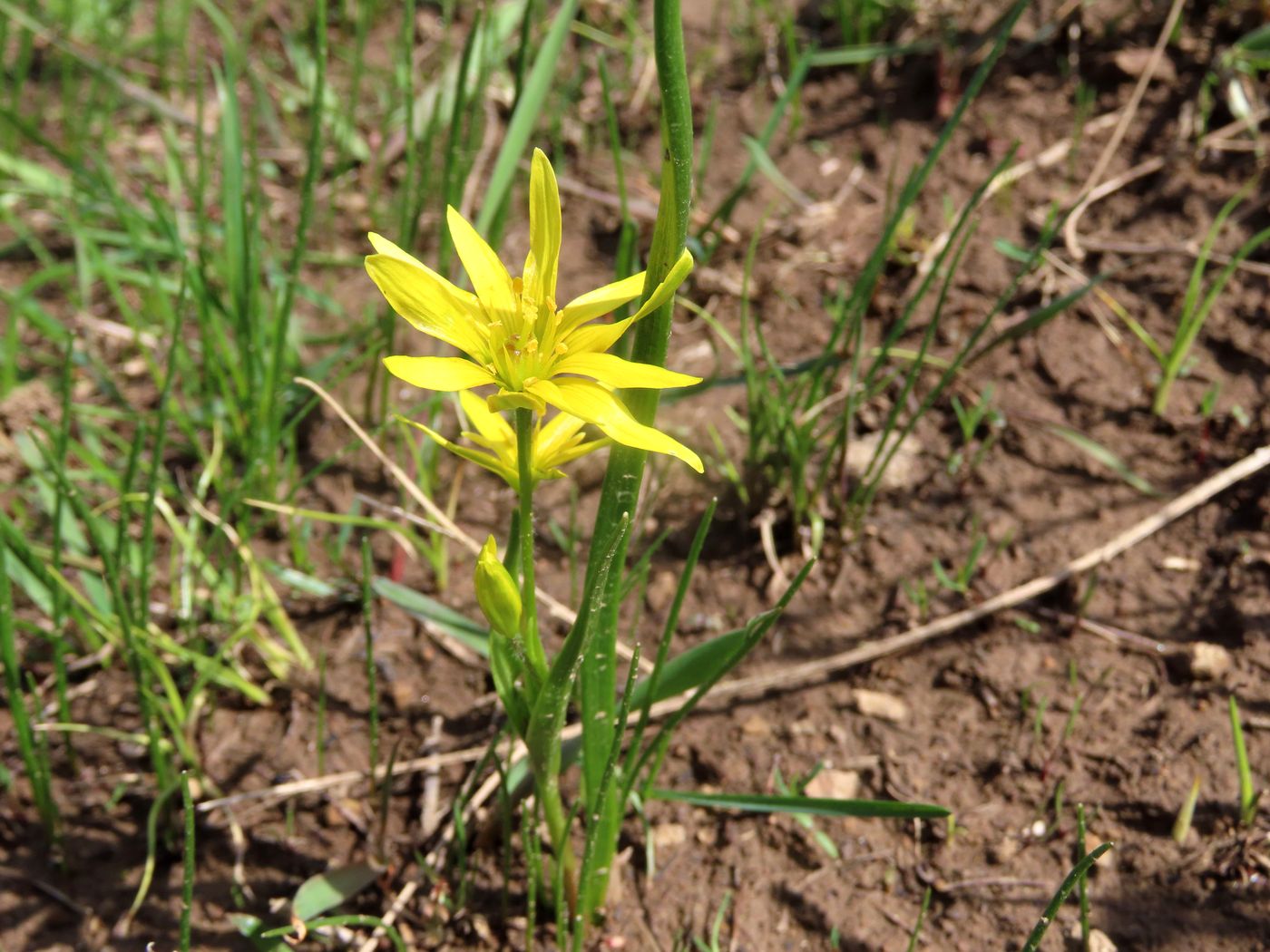 Image of Gagea liotardii specimen.
