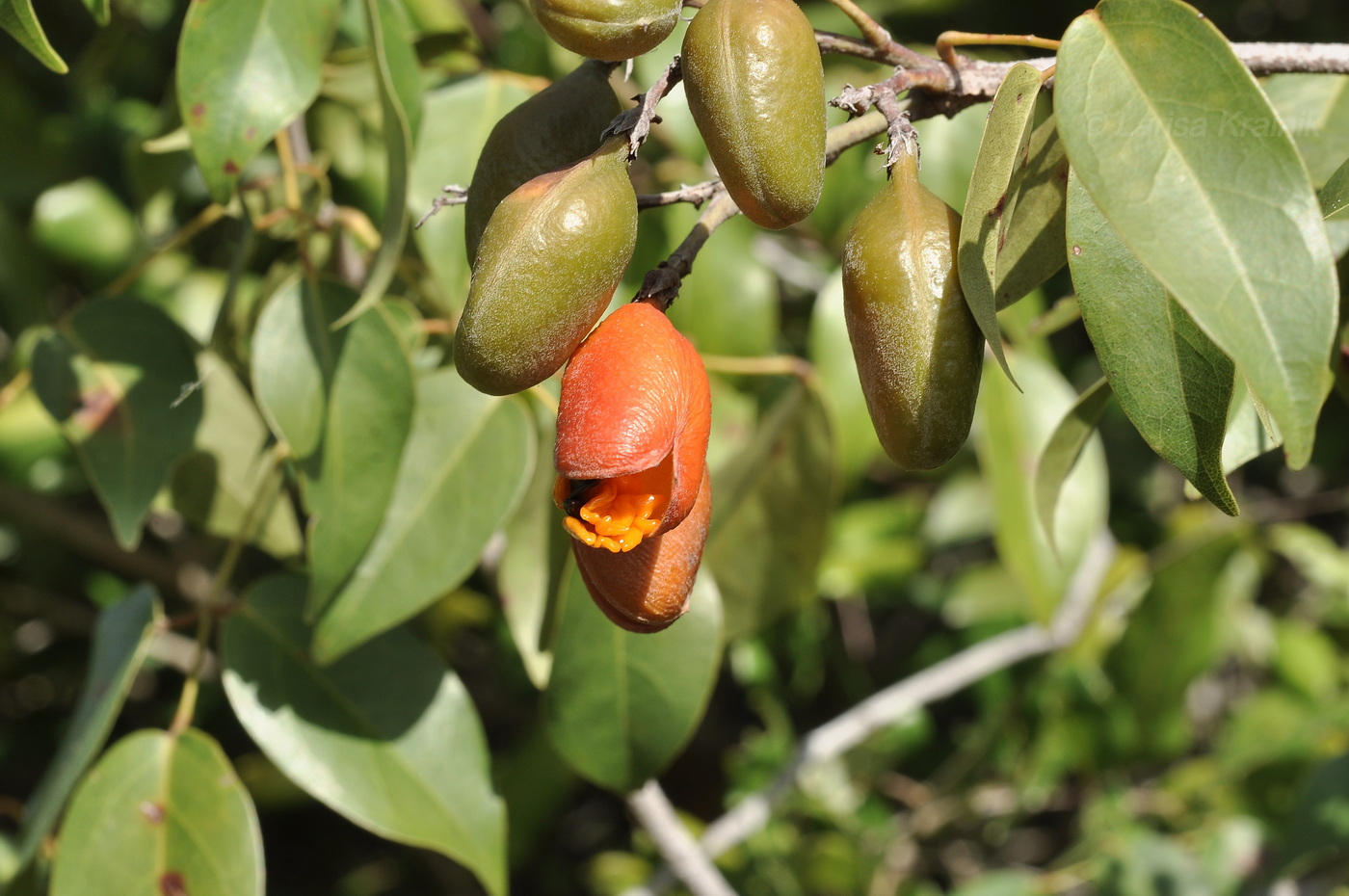Изображение особи Connarus paniculatus.