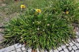 Gazania × hybrida. Цветущее растение. Португалия, округ Лейрия, пос. Баталья, в культуре. 07.08.2025.