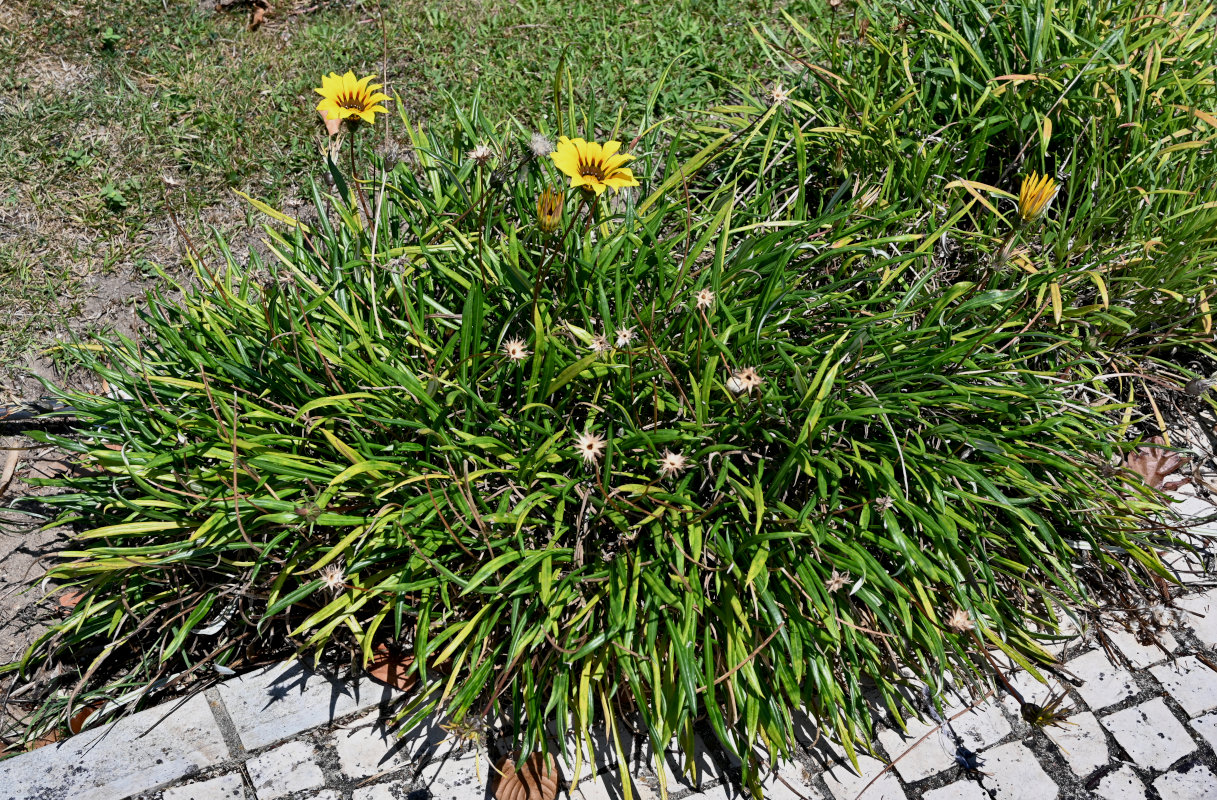Изображение особи Gazania × hybrida.