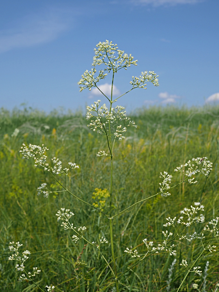 Image of Silene wolgensis specimen.