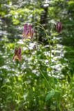Aquilegia oxysepala