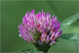 Trifolium pratense. Соцветие. Московская обл., Раменский р-н, окр. дер. Хрипань, садовый участок. 19.06.2026.