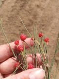 genus Ephedra