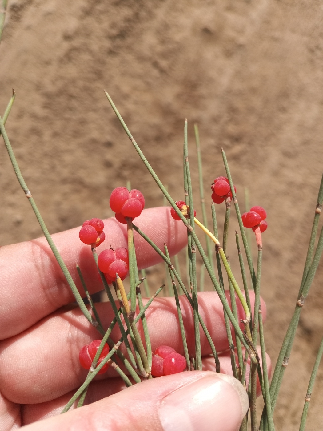 Image of genus Ephedra specimen.