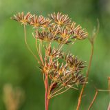 семейство Apiaceae. Соплодия с клопом. Ростовская обл., Мясниковский р-н, окр. с. Несветай, степной склон. 05.07.2015.