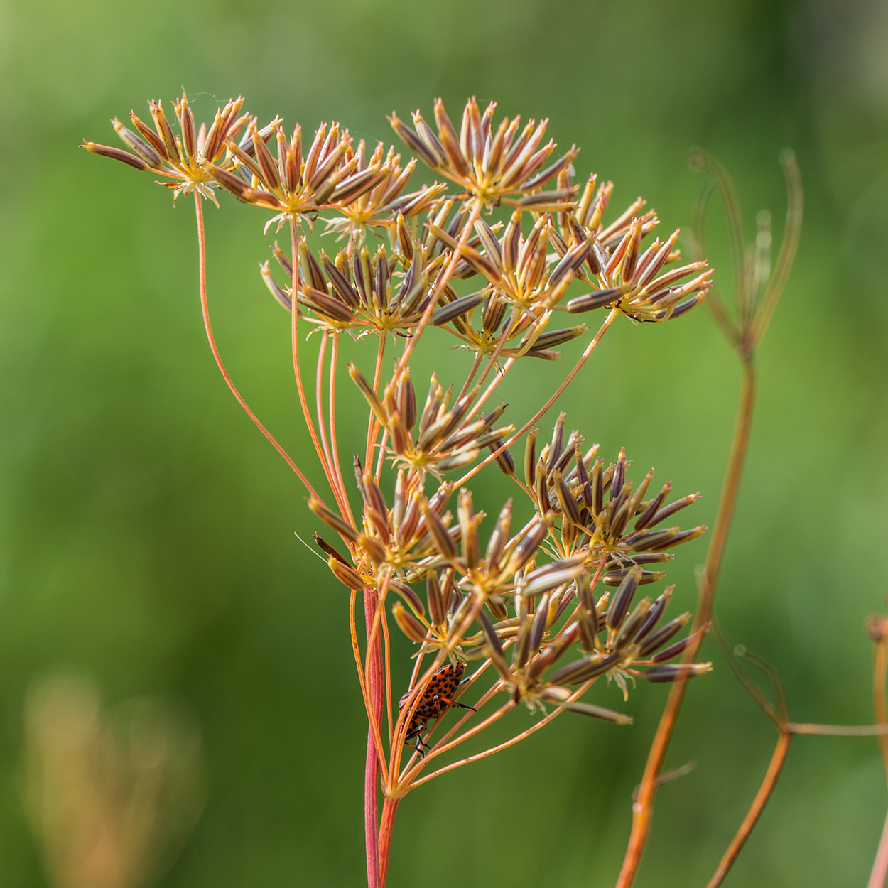 Изображение особи семейство Apiaceae.