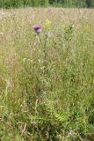 Cirsium polonicum