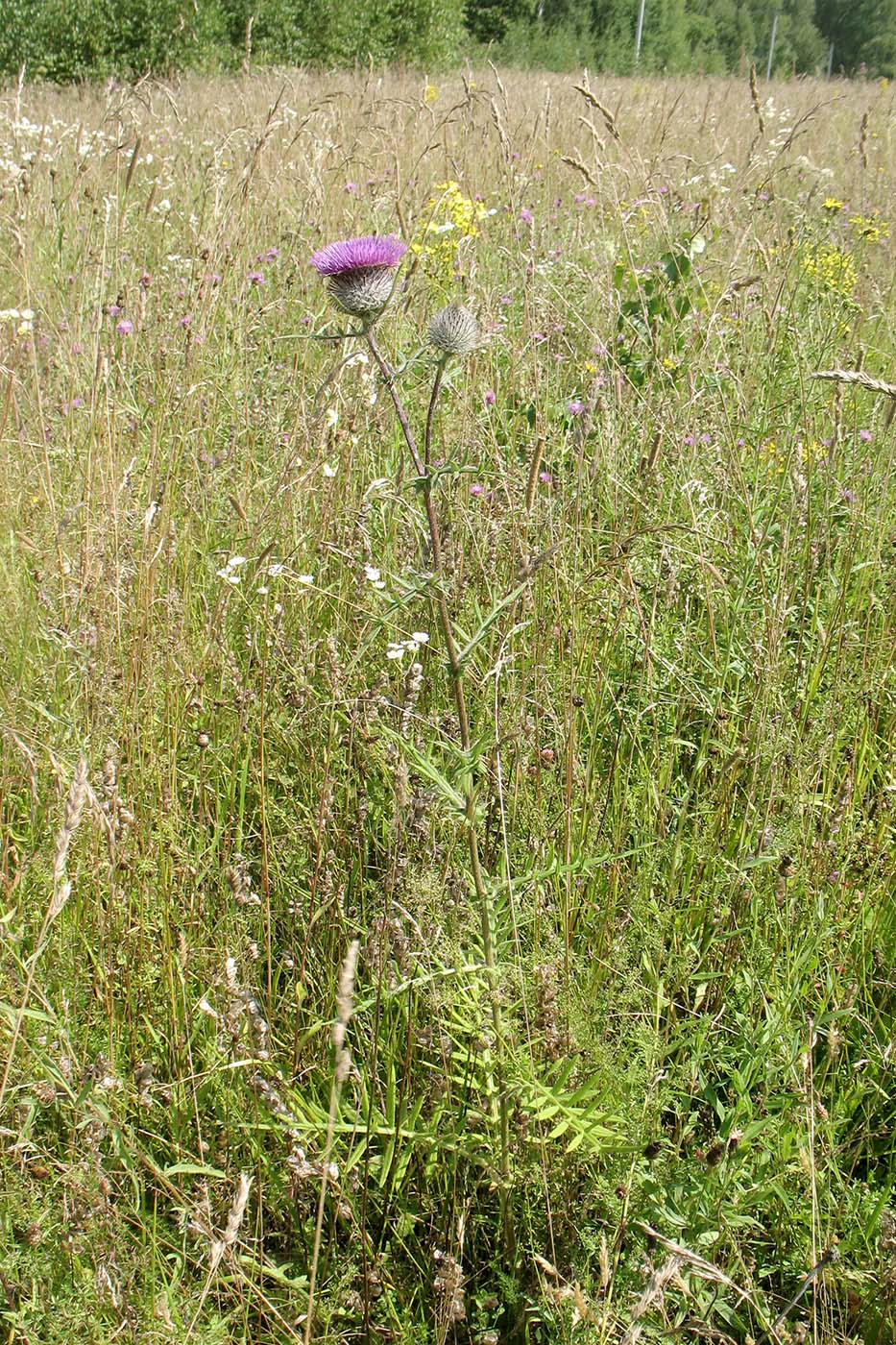 Image of Cirsium polonicum specimen.