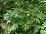 Heracleum dissectum. Вегетирующее растение (на листьях семена Ulmus laciniata). Хабаровский край, г. Комсомольск-на-Амуре, дол. р. Силинка, смешанный лес. 13.06.2026.