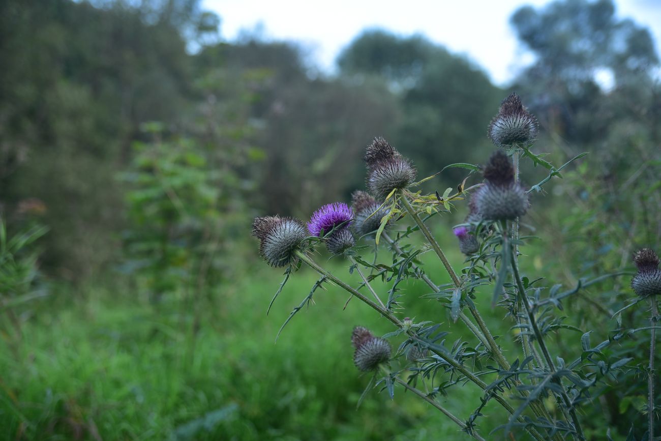 Изображение особи Cirsium polonicum.