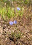 Cichorium intybus. Цветущее растение. Приморский край, Спасский р-н, окр. ж.-д. ст. Кнорринг, обочина дороги. 15.09.2026.