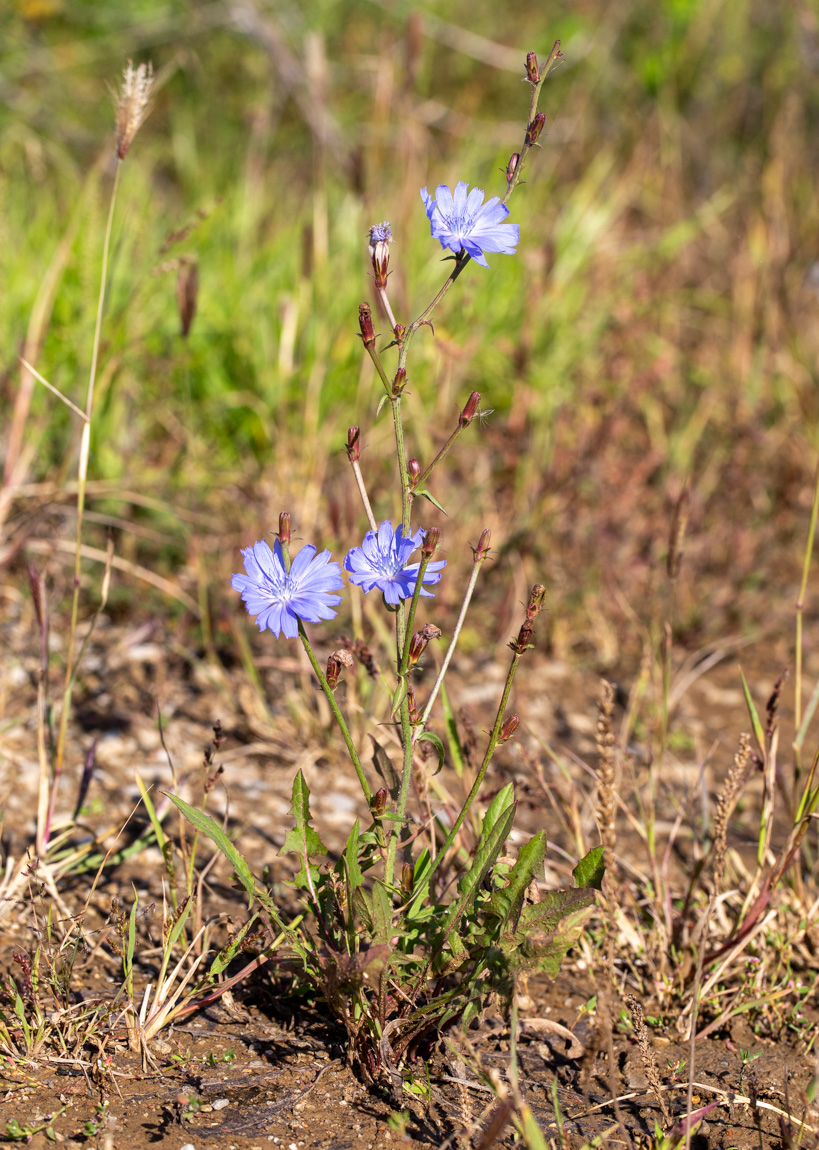 Image of Cichorium intybus specimen.