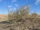 Caragana tragacanthoides. Вегетирующее растения. Казахстан, Восточно-Казахстанская обл., Маркакольский р-н, предгорья массива Шилик, полупустыня, каменистый участок. 11.08.2025.