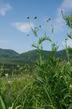 Rhaponticoides ruthenica. Побеги с развивающимися соцветиями. Башкортостан, Абзелиловский р-н, Ташбулатовский сельсовет, подножие хр. Кыктытау, разнотравный луг. 12 июня 2025 г.