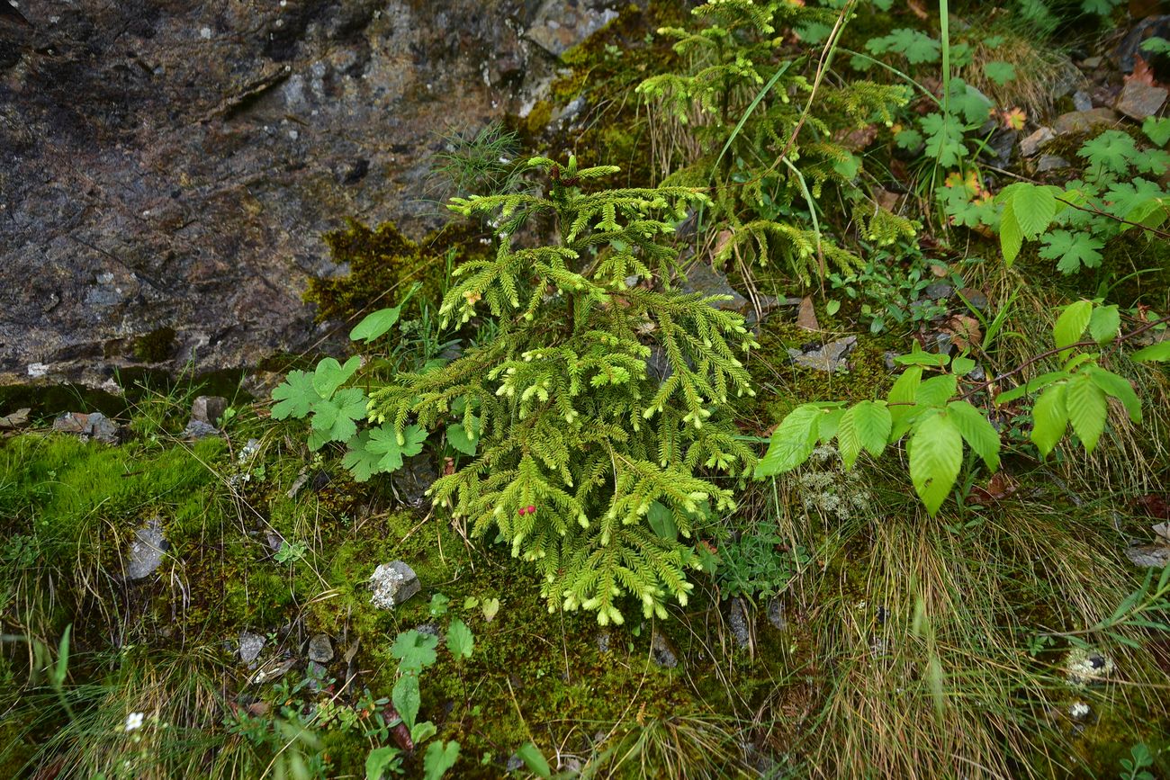 Image of Picea orientalis specimen.