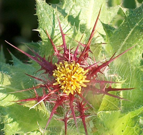 Image of Centaurea benedicta specimen.