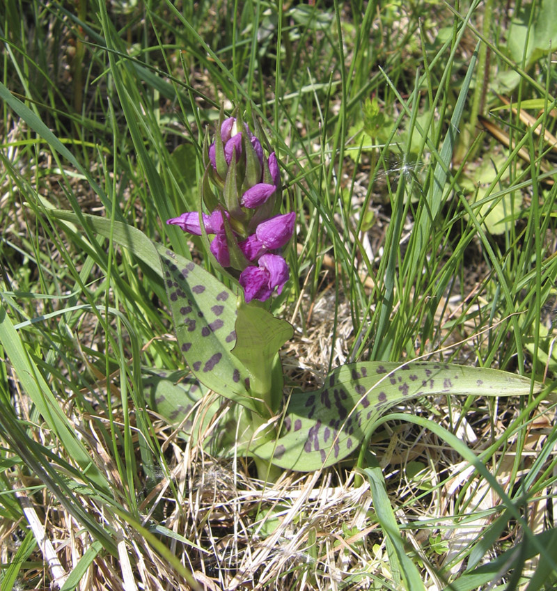 Image of Dactylorhiza majalis specimen.