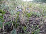 Globularia bisnagarica