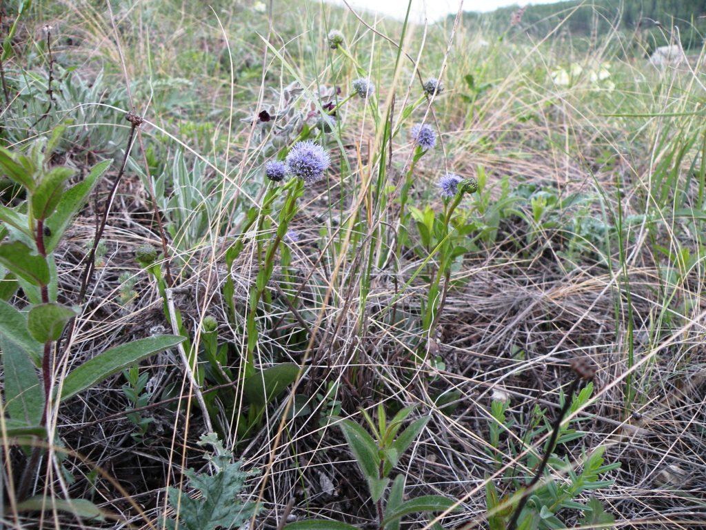 Изображение особи Globularia bisnagarica.