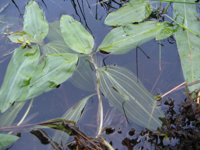 Image of Potamogeton sarmaticus specimen.