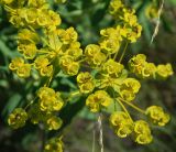 Euphorbia stepposa