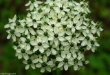 Allium nigrum