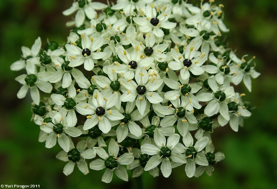 Image of Allium nigrum specimen.