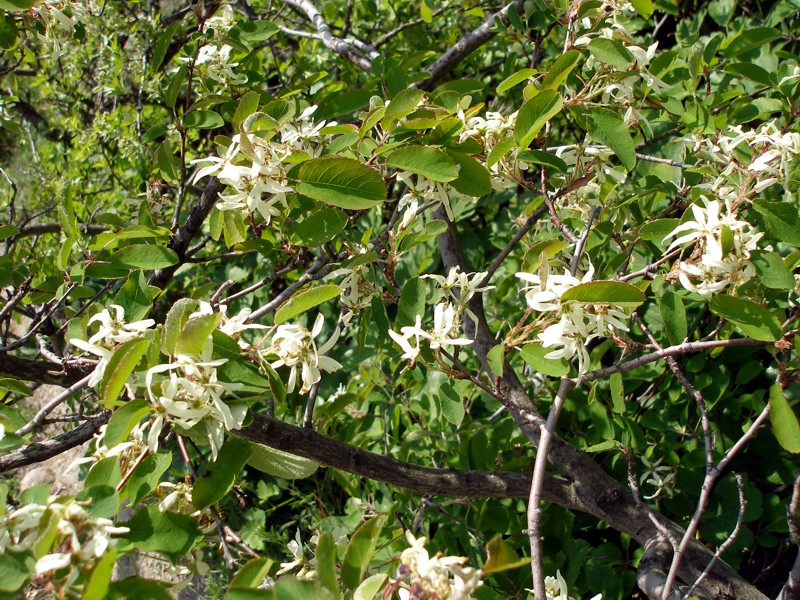 Image of Amelanchier ovalis specimen.