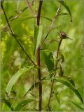 Inula salicina. Средняя часть растения. Чувашия, окр. г. Шумерля, Кумашкинский заказник, Соколова поляна. 2 июля 2011 г.