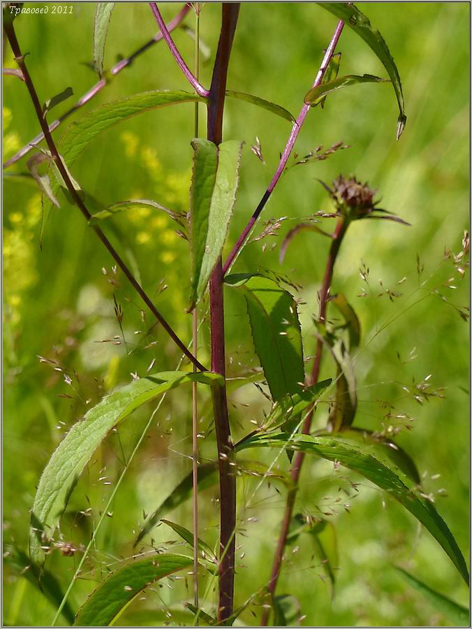 Image of Inula salicina specimen.