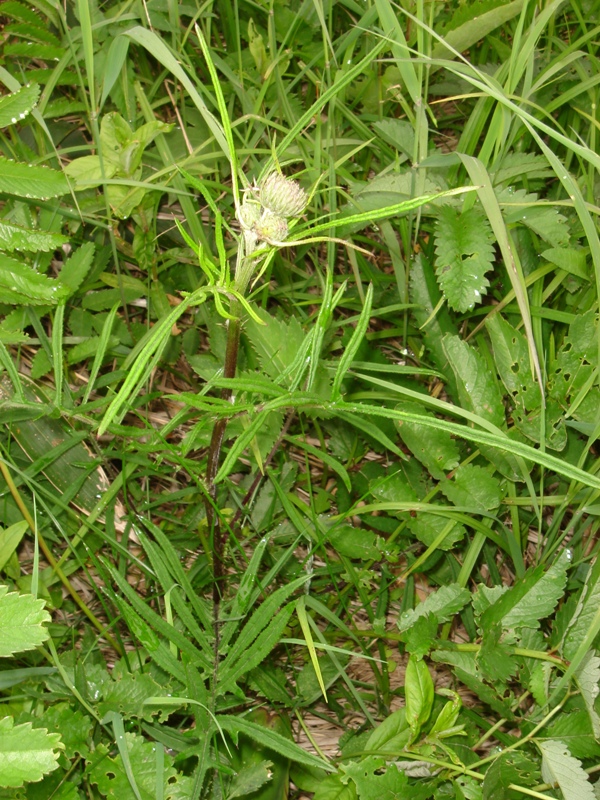 Изображение особи род Cirsium.