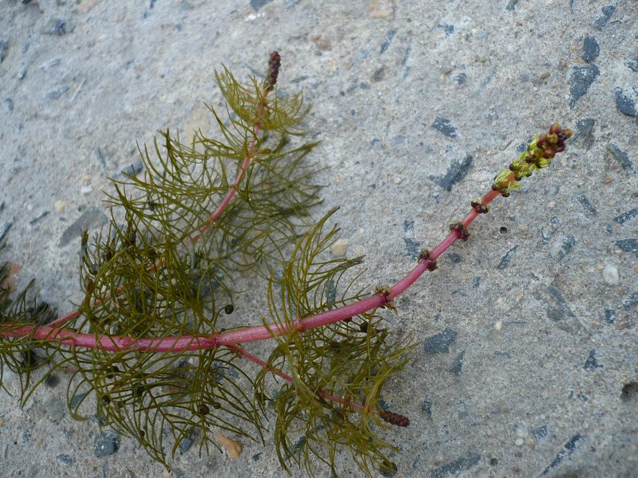 Image of Myriophyllum sibiricum specimen.