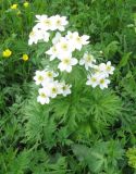 Anemonastrum fasciculatum. Цветущее растение. Окр. г. Кисловодск, гора Малое Седло. Начало июня 2009 г.