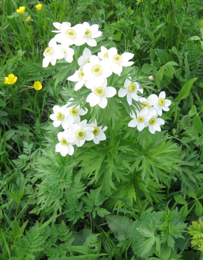 Изображение особи Anemonastrum fasciculatum.