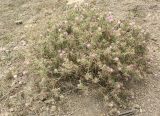 Centaurea calcitrapa