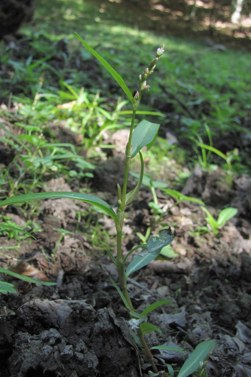 Image of Persicaria minor specimen.