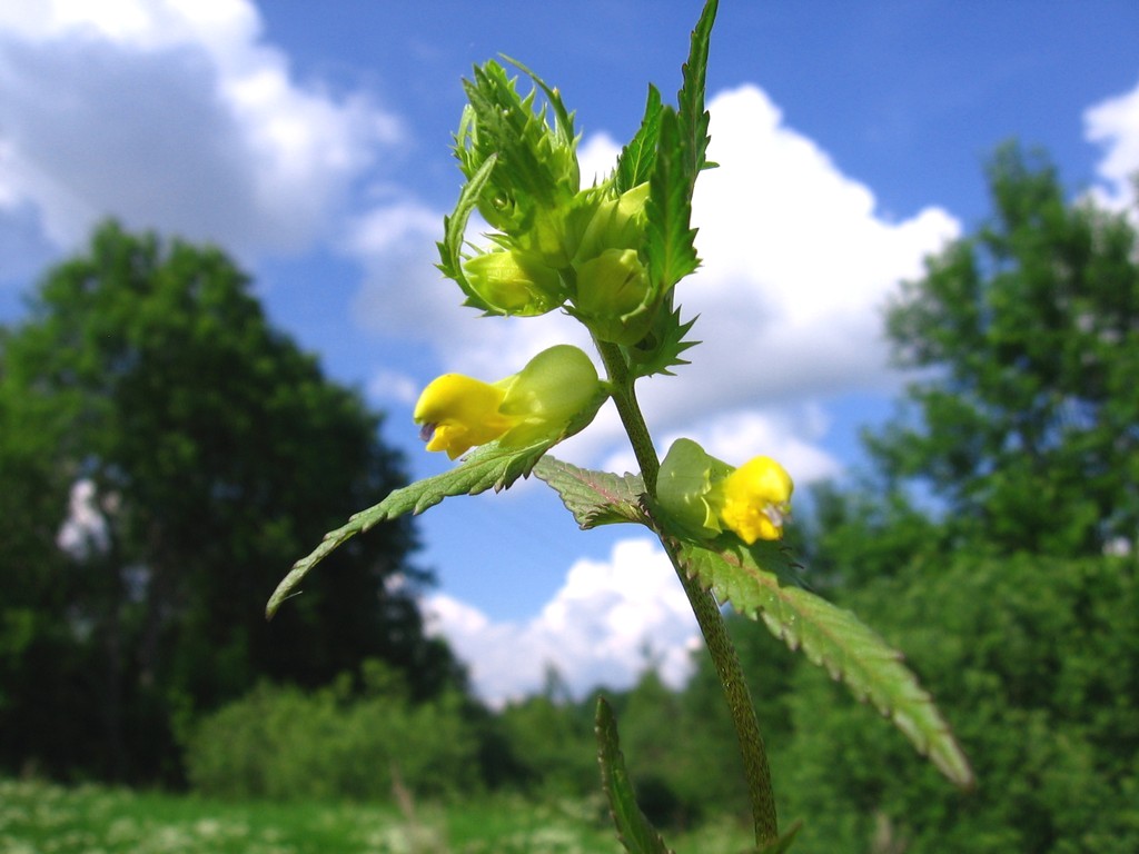 Image of Rhinanthus vernalis specimen.