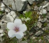 Linum tenuifolium. Верхушка цветущего растения с раскрывшимся цветком и бутонами. Ростовская обл., Куйбышевский р-н, окр. с. Лысогорка, склон мелового холма. 17.07.2011.