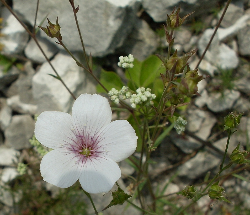 Image of Linum tenuifolium specimen.