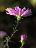 Symphyotrichum &times; versicolor