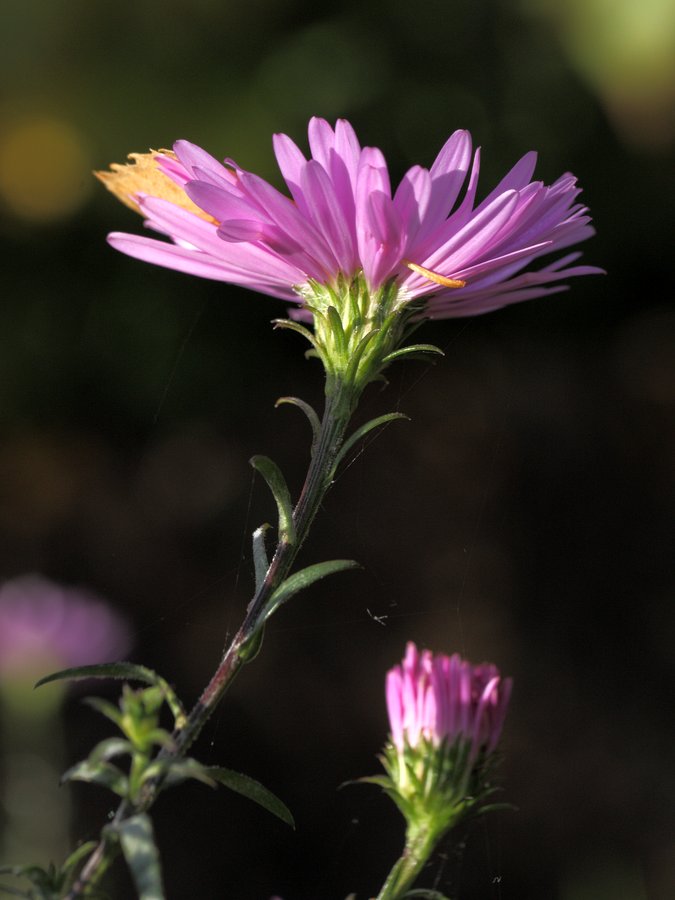 Image of Symphyotrichum &times; versicolor specimen.