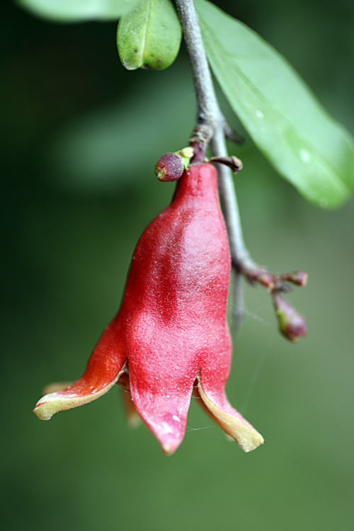 Изображение особи Punica granatum.